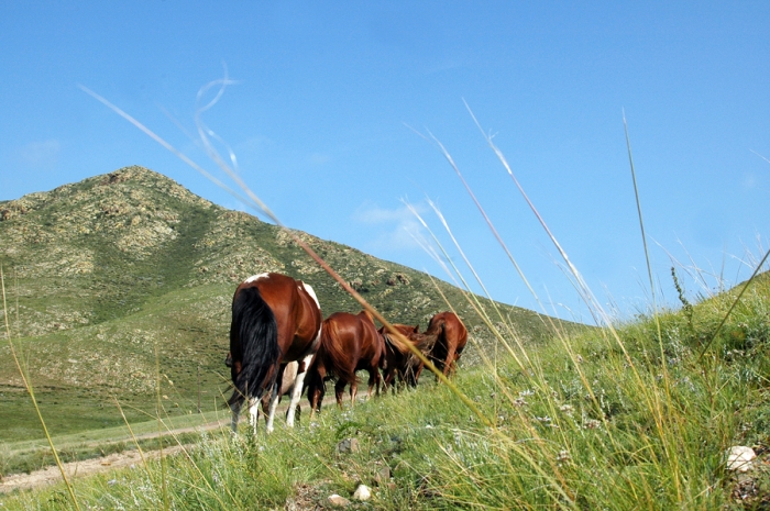 mongolia_2011_7