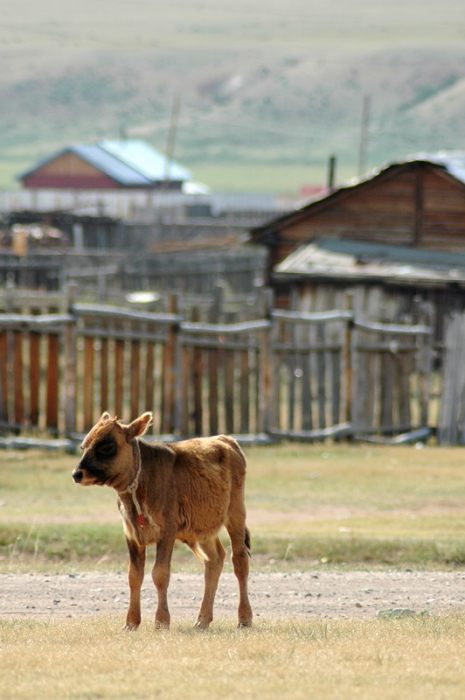 mongolia_2011_28