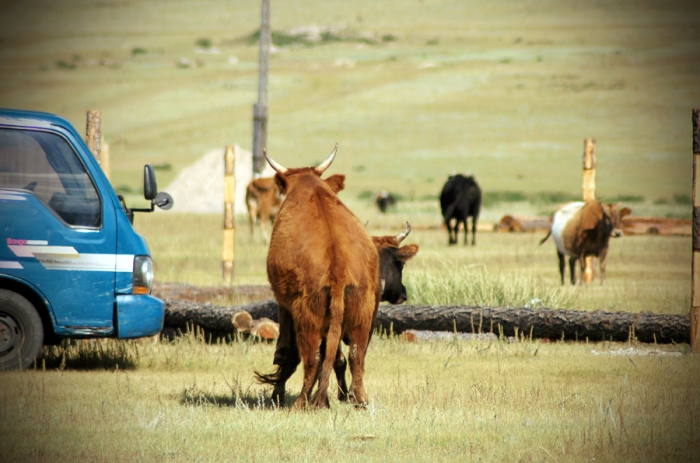 mongolia_2011_33