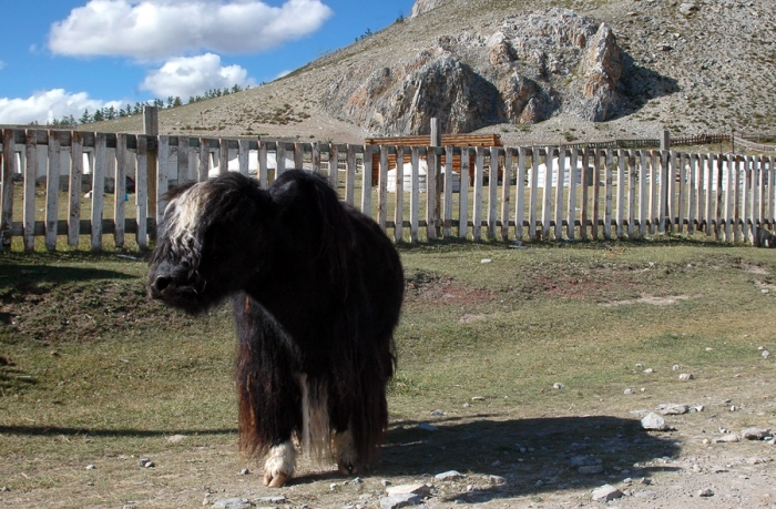 mongolia_2011_90