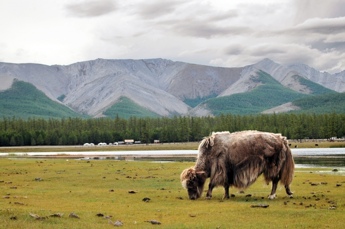 mongolia_2011_118