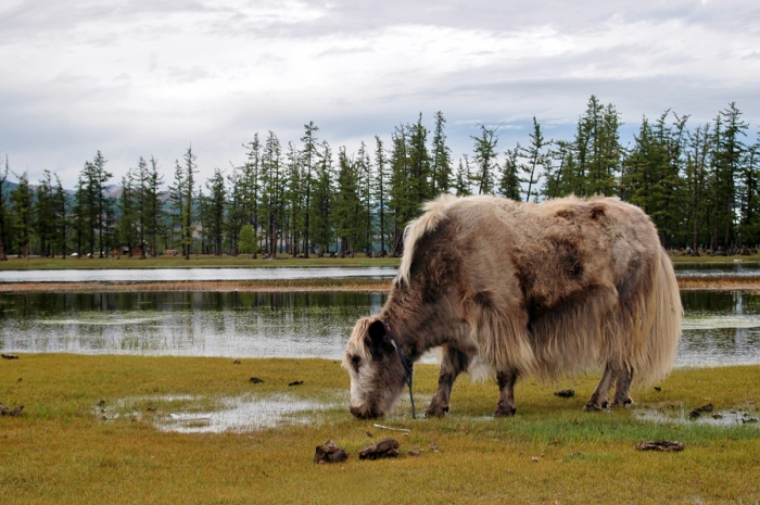 mongolia_2011_119