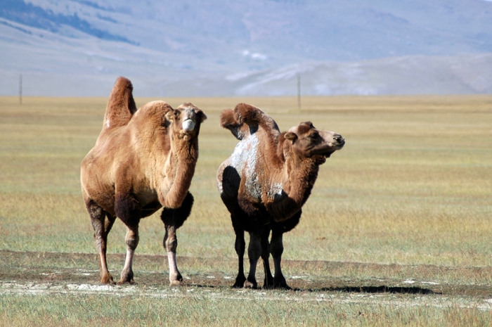 mongolia_2011_129