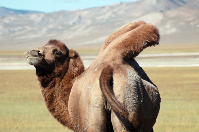 mongolia_2011_132