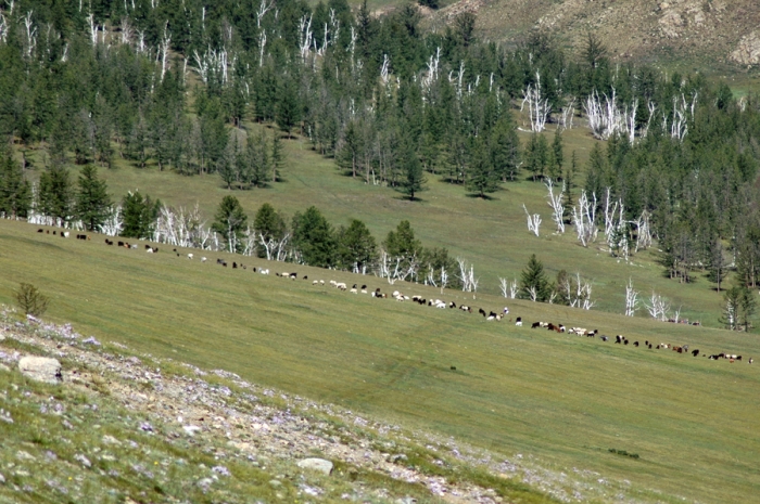mongolia_2011_267