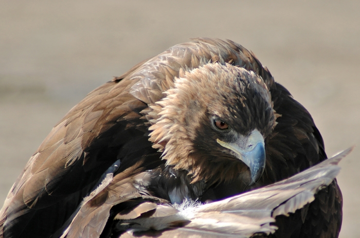mongolia_2011_279