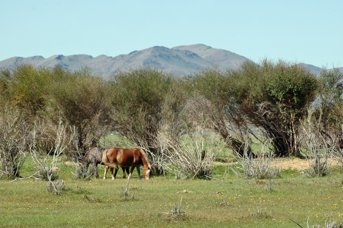 mongolia_2011_299
