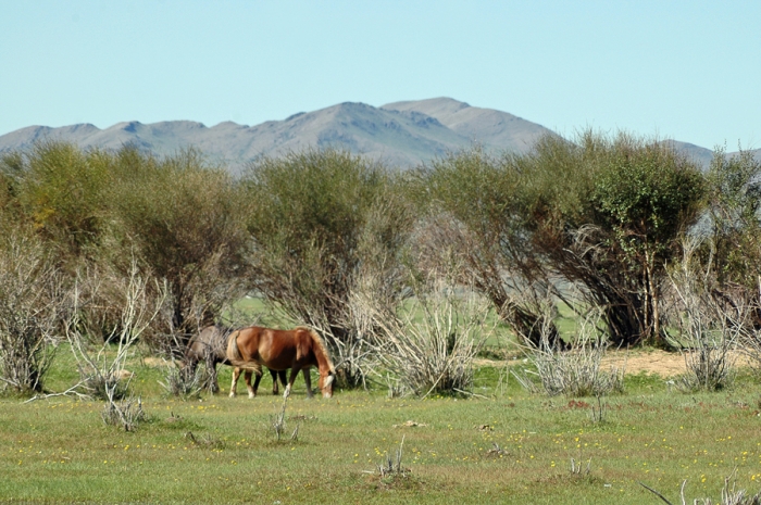 mongolia_2011_324
