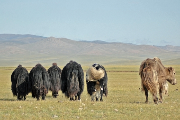 mongolia_129