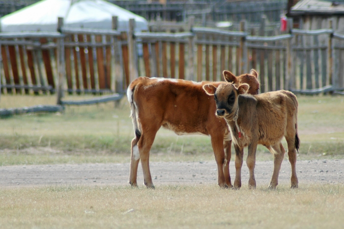 mongolia_2011_29